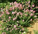 Crepe Myrtle_3